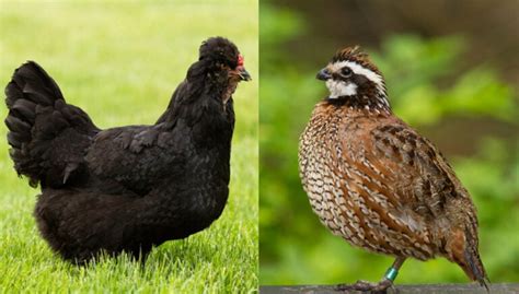 do quails and chickens get along|quail in poultry farms.